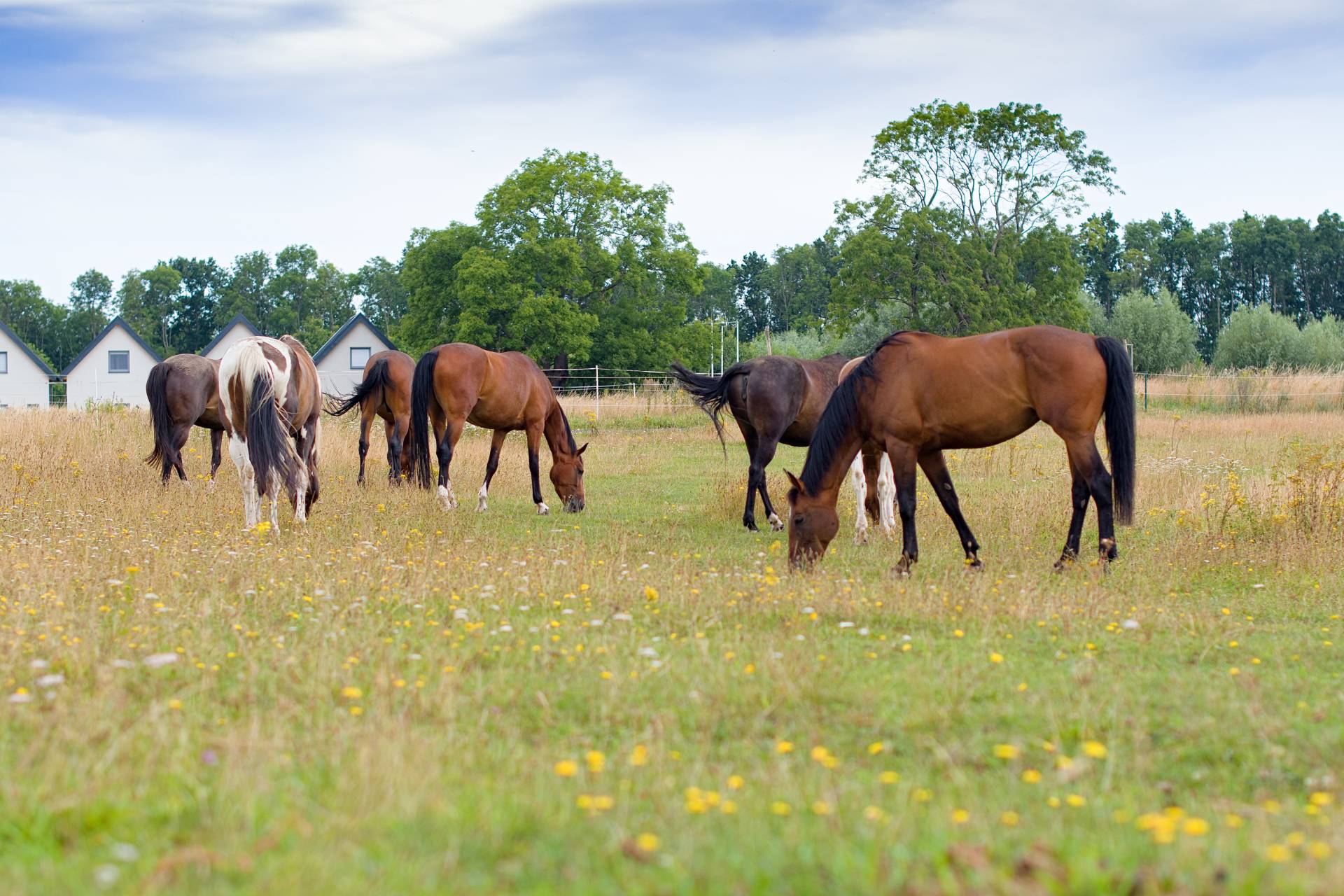 The outside of a ranch where multiple horses are grazing in an enclosed area.